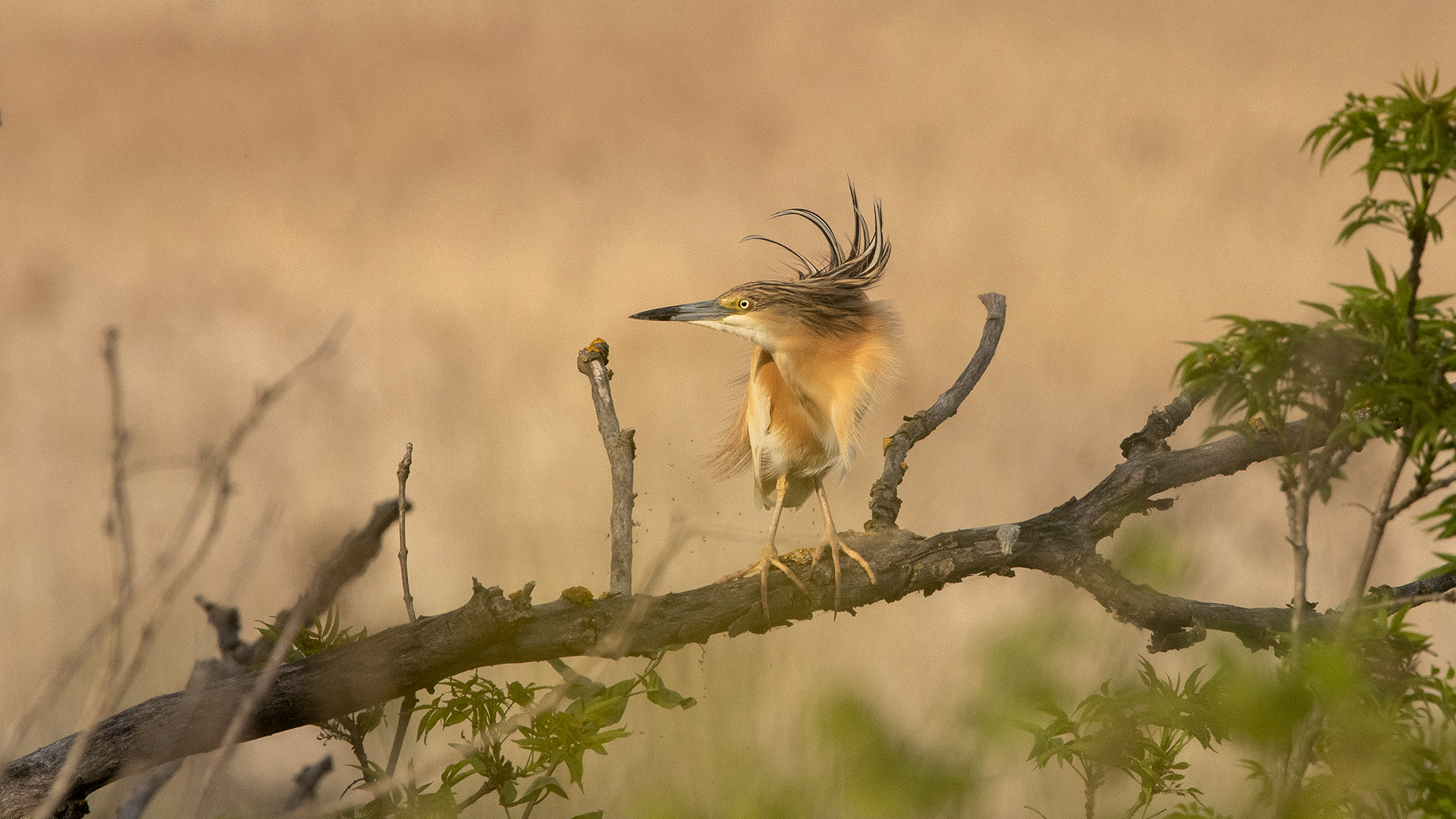 Squacco Heron